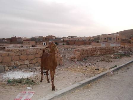 Ziege in Gafsa.jpg