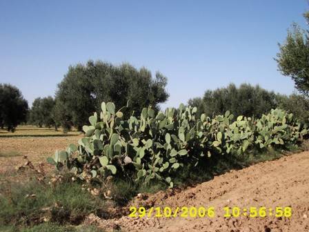 Tunesien 2006 153.jpg