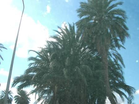 Palmenpark in Gafsa1.jpg