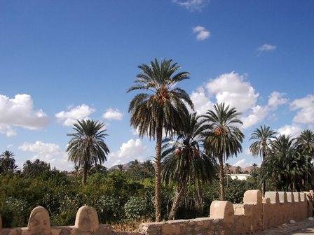 Palmenpark in Gafsa2.jpg